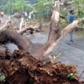 ജില്ലയിലെ മലയോര മേഖലകളില്‍ മഴ ശക്തമാകുന്നു മരങ്ങള്‍ കടപുഴകി വീണു; ജാഗ്രത നിര്‍ദ്ദേശവുമായ് കാലാവസ്ഥ നിരീക്ഷകര്‍